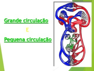 Grande circulação
E
Pequena circulação
 