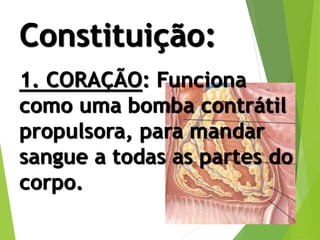 Constituição:
1. CORAÇÃO: Funciona
como uma bomba contrátil
propulsora, para mandar
sangue a todas as partes do
corpo.
 