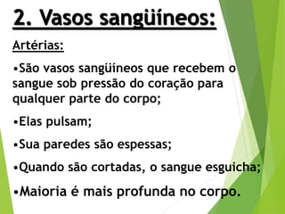 2. Vasos sangüíneos:
Artérias:
•São vasos sangüíneos que recebem o
sangue sob pressão do coração para
qualquer parte do corpo;
•Elas pulsam;
•Sua paredes são espessas;
•Quando são cortadas, o sangue esguicha;
•Maioria é mais profunda no corpo.
 