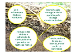 Solo –
Alicerce do
Sistema
Produtivo
Intensificação
ecológica aliado
a práticas de
manejo
conservacionista
Redução dos
efeitos e
estratégia de
convivência em
períodos de
restrição hídrica
Quanto maior o
tempo de
adoção, maior
serão os
benefícios
 
