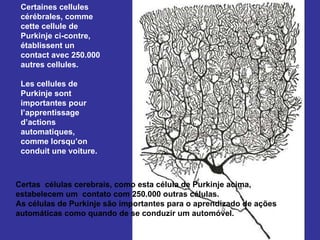 Certaines cellules cérébrales, comme cette cellule de Purkinje ci-contre, établissent un contact avec 250.000 autres cellules.  Les cellules de Purkinje sont importantes pour l’apprentissage d’actions automatiques, comme lorsqu’on conduit une voiture. Certas  células cerebrais, como esta célula de Purkinje acima, estabelecem um  contato com 250.000 outras células. As células de Purkinje são importantes para o aprendizado de ações automáticas como quando de se conduzir um automóvel.  