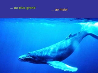 …  au plus grand ... ao maior 