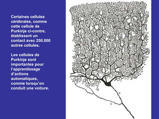 Certaines cellules cérébrales, comme cette cellule de Purkinje ci-contre, établissent un contact avec 250.000 autres cellules.  Les cellules de Purkinje sont importantes pour l’apprentissage d’actions automatiques, comme lorsqu’on conduit une voiture. 