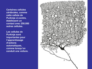 Certaines cellules
cérébrales, comme
cette cellule de
Purkinje ci-contre,
établissent un
contact avec 250.000
autres cellules.

Les cellules de
Purkinje sont
importantes pour
l’apprentissage
d’actions
automatiques,
comme lorsqu’on
conduit une voiture.
 
