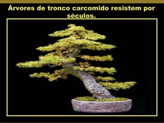 Árvores de tronco carcomido resistem por séculos. 
