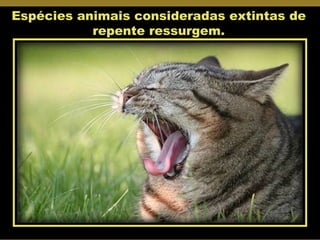 Espécies animais consideradas extintas de repente ressurgem. 