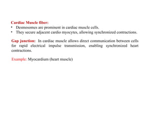 Cardiac Muscle fiber:
• Desmosomes are prominent in cardiac muscle cells.
• They secure adjacent cardio myocytes, allowing synchronized contractions.
Example: Myocardium (heart muscle)
Gap junction: In cardiac muscle allows direct communication between cells
for rapid electrical impulse transmission, enabling synchronized heart
contractions.
 