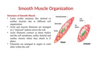 Smooth Muscle Organization
Structure of Smooth Muscle
• Lacks visible striations like skeletal or
cardiac muscles due to different cell
organization.
• Actin and myosin filaments are arranged
in a "staircase" pattern across the cell.
• Actin filaments connect at dense bodies
and the cell membrane, unlike skeletal and
cardiac muscle where they attach to Z
plates.
• Filaments are arranged at angles to each
other within the cell.
 