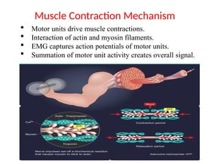 Motor units drive muscle contractions.
 Interaction of actin and myosin filaments.
 EMG captures action potentials of motor units.
 Summation of motor unit activity creates overall signal.
Muscle Contraction Mechanism
 