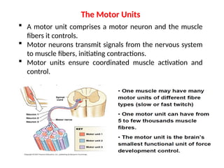  A motor unit comprises a motor neuron and the muscle
fibers it controls.
 Motor neurons transmit signals from the nervous system
to muscle fibers, initiating contractions.
 Motor units ensure coordinated muscle activation and
control.
The Motor Units
 