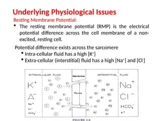 Underlying Physiological Issues
Resting Membrane Potential:
 The resting membrane potential (RMP) is the electrical
potential difference across the cell membrane of a non-
excited, resting cell.
Potential difference exists across the sarcomere
 Intra-cellular fluid has a high [K+
]
 Extra-cellular (interstitial) fluid has a high [Na+
] and [Cl-
]
 