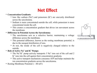 Net Effect
• Concentration Gradients:
• Ions like sodium (Na ) and potassium (K ) are unevenly distributed
⁺ ⁺
across the sarcolemma.
• Sodium is more concentrated outside the cell, while potassium is more
concentrated inside the cell.
• This creates a concentration gradient that drives ion movement across
the membrane.
• Difference in Potential Across the Sarcolemma:
• The sarcolemma acts as a selective barrier, maintaining a voltage
difference across the membrane.
• This potential difference, known as the resting membrane potential, is
due to the unequal distribution of ions.
• At rest, the inside of the cell is negatively charged relative to the
outside.
• Role of Active Na and K Pumps
⁺ ⁺ :
• The Na /K pump actively transports 3 Na ions out of the cell and 2
⁺ ⁺ ⁺
K ions into the cell against their concentration gradients.
⁺
• This active transport mechanism consumes ATP and helps maintain the
ion concentration gradients across the sarcolemma.
• Resting Membrane Potential (~ -80 mV)
 