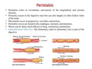 • Peristalsis refers to involuntary movements of the longitudinal and circular
muscles.
• Primarily occurs in the digestive tract but can also happen in other hollow tubes
of the body.
• Movements occur in progressive, wavelike contractions.
• Peristaltic waves are found in the esophagus, stomach, and intestines.
• Waves can be short, local reflexes or long, continuous contractions.
• Gastrointestinal (GI) tract: The alimentary canal or alimentary tract is part of the
digestive
Peristalsis
 