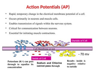 Action Potentials (AP)
• Rapid, temporary change in the electrical membrane potential of a cell.
• Occurs primarily in neurons and muscle cells.
• Enables transmission of signals within the nervous system.
• Critical for communication between neurons.
• Essential for initiating muscle contractions.
Cell Membrane at rest
Na⁺ Cl-
K⁺
Cl-
K⁺ A-
Outside of Cell
Inside of Cell
Potassium (K+) can pass
through to equalize its
concentration
Sodium and Chlorine
cannot pass through
Result:- inside is
negative relative
to outside
- 70 mv
 