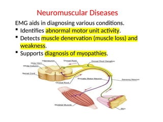 EMG aids in diagnosing various conditions.
 Identifies abnormal motor unit activity.
 Detects muscle denervation (muscle loss) and
weakness.
 Supports diagnosis of myopathies.
Neuromuscular Diseases
 