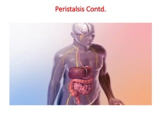 Peristalsis Contd.
 