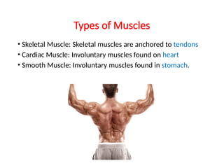 Types of Muscles
• Skeletal Muscle: Skeletal muscles are anchored to tendons
• Cardiac Muscle: Involuntary muscles found on heart
• Smooth Muscle: Involuntary muscles found in stomach.
 