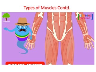 Types of Muscles Contd.
 