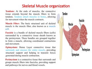 Skeletal Muscle organization
Muscle Fiber: The basic structural unit of skeletal
muscle is the muscle fiber, also known as a muscle
cell.
Fascicle is a bundle of skeletal muscle fibers (cells)
surrounded by a connective tissue sheath known as
the perimysium. These bundles are grouped together
to form a muscle, allowing coordinated contractions
and movement.
Epimysium: Dense Layer connective tissue that
surrounds and encases the entire muscle, providing
structural support and helping to transmit forces
generated during muscle contraction.
Tendons: At the ends of muscles, the connective
tissue extends beyond the muscle fibers to form
tendons. Tendons attach muscles to bones, allowing
for movement when the muscle contracts.
Perimysium is a connective tissue that surrounds and
groups muscle fibers into fascicles, providing support
and pathways for nerves and blood vessels.
 