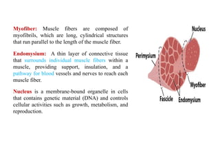 Endomysium: A thin layer of connective tissue
that surrounds individual muscle fibers within a
muscle, providing support, insulation, and a
pathway for blood vessels and nerves to reach each
muscle fiber.
Myofiber: Muscle fibers are composed of
myofibrils, which are long, cylindrical structures
that run parallel to the length of the muscle fiber.
Nucleus is a membrane-bound organelle in cells
that contains genetic material (DNA) and controls
cellular activities such as growth, metabolism, and
reproduction.
 