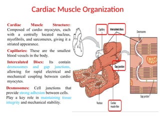 Cardiac Muscle Structure:
Composed of cardio myocytes, each
with a centrally located nucleus,
myofibrils, and sarcomeres, giving it a
striated appearance.
Cardiac Muscle Organization
Capillaries: These are the smallest
blood vessels in the body.
Intercalated Discs: Its contain
desmosomes and gap junctions,
allowing for rapid electrical and
mechanical coupling between cardio
myocytes.
Desmosomes: Cell junctions that
provide strong adhesion between cells.
Play a key role in maintaining tissue
integrity and mechanical stability.
 