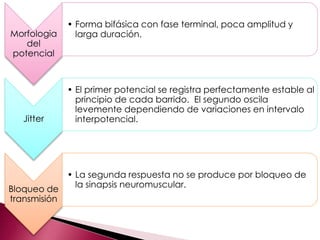 Morfologia
del
potencial
• Forma bifásica con fase terminal, poca amplitud y
larga duración.
Jitter
• El primer potencial se registra perfectamente estable al
principio de cada barrido. El segundo oscila
levemente dependiendo de variaciones en intervalo
interpotencial.
Bloqueo de
transmisión
• La segunda respuesta no se produce por bloqueo de
la sinapsis neuromuscular.
 