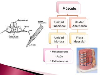 Músculo
Unidad
Funcional
Unidad
Motora
* Motoneurona
*Axón
* FM inervadas
Unidad
Anatómica
Fibra
Muscular
 