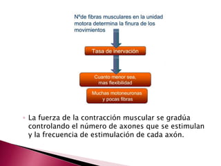 ◦ La fuerza de la contracción muscular se gradúa
controlando el número de axones que se estimulan
y la frecuencia de estimulación de cada axón.
 