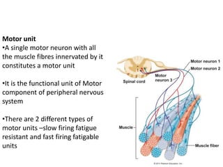 Motor unit
•A single motor neuron with all
the muscle fibres innervated by it
constitutes a motor unit
•It is the functional unit of Motor
component of peripheral nervous
system
•There are 2 different types of
motor units –slow firing fatigue
resistant and fast firing fatigable
units
 