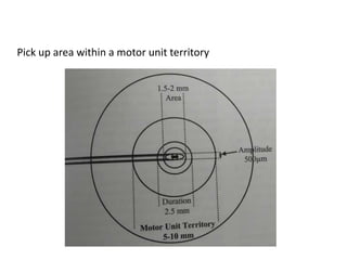 Pick up area within a motor unit territory
 