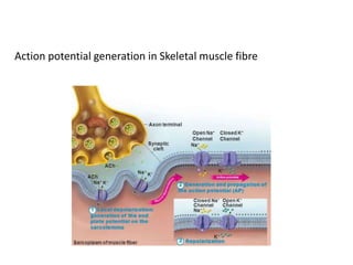Action potential generation in Skeletal muscle fibre
 