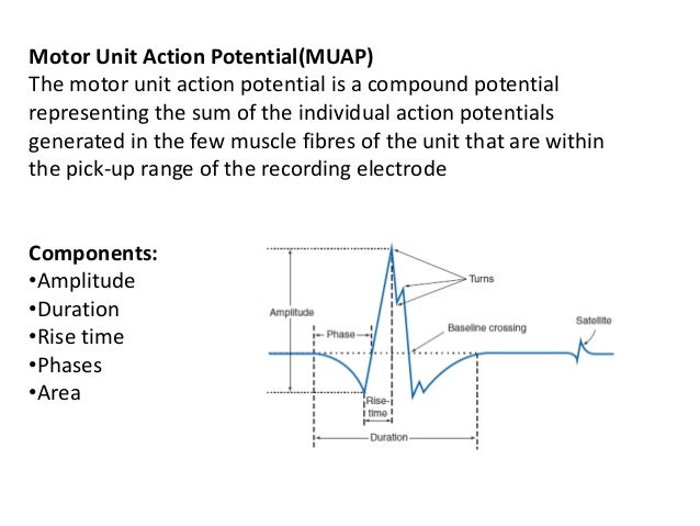 Frontiers Motor Unit Action Potential Clustering Theoretical Consideration For Muscle Activation During A Motor Task Human Neuroscience