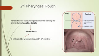 Embryology Head And Neck PPTX embryology-head-and-neck-pptx