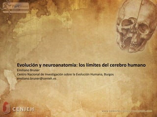 Evolución y neuroanatomía: los límites del cerebro humano
Emiliano Bruner
Centro Nacional de Investigación sobre la Evolución Humana, Burgos
emiliano.bruner@cenieh.es
 
