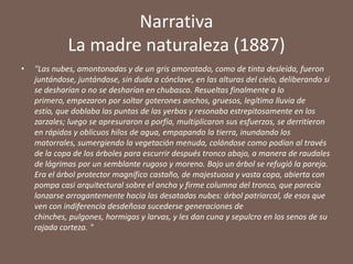 Narrativa
             La madre naturaleza (1887)
•   "Las nubes, amontonadas y de un gris amoratado, como de tinta desleída, fueron
    juntándose, juntándose, sin duda a cónclave, en las alturas del cielo, deliberando si
    se desharían o no se desharían en chubasco. Resueltas finalmente a lo
    primero, empezaron por soltar goterones anchos, gruesos, legítima lluvia de
    estío, que doblaba las puntas de las yerbas y resonaba estrepitosamente en los
    zarzales; luego se apresuraron a porfía, multiplicaron sus esfuerzos, se derritieron
    en rápidos y oblicuos hilos de agua, empapando la tierra, inundando los
    matorrales, sumergiendo la vegetación menuda, colándose como podían al través
    de la copa de los árboles para escurrir después tronco abajo, a manera de raudales
    de lágrimas por un semblante rugoso y moreno. Bajo un árbol se refugió la pareja.
    Era el árbol protector magnífico castaño, de majestuosa y vasta copa, abierta con
    pompa casi arquitectural sobre el ancha y firme columna del tronco, que parecía
    lanzarse arrogantemente hacia las desatadas nubes: árbol patriarcal, de esos que
    ven con indiferencia desdeñosa sucederse generaciones de
    chinches, pulgones, hormigas y larvas, y les dan cuna y sepulcro en los senos de su
    rajada corteza. "
 
