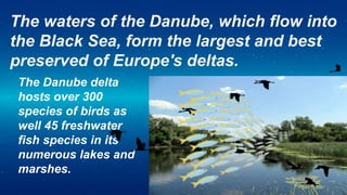 The waters of the Danube, which flow into
the Black Sea, form the largest and best
preserved of Europe's deltas.
The Danub...