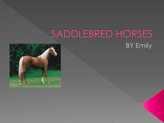 SADDLEBRED HORSES BY Emily  