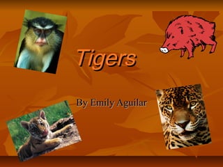 Tigers
By Emily Aguilar
 