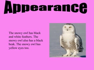 The snowy owl has black
and white feathers. The
snowy owl also has a black
beak. The snowy owl has
yellow eyes too.
 