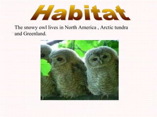 The snowy owl lives in North America , Arctic tundra
and Greenland.
 