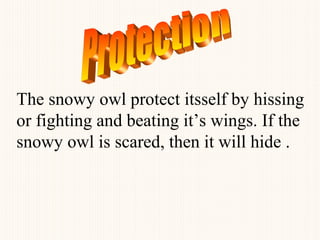 The snowy owl protect itsself by hissing
or fighting and beating it’s wings. If the
snowy owl is scared, then it will hide .
 