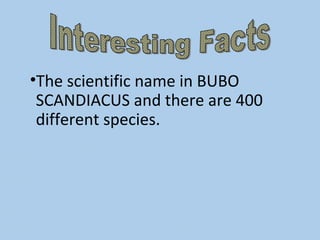 •The scientific name in BUBO
SCANDIACUS and there are 400
different species.
 