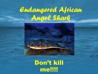 Endangered African Angel Shark Don’t kill me!!!! 