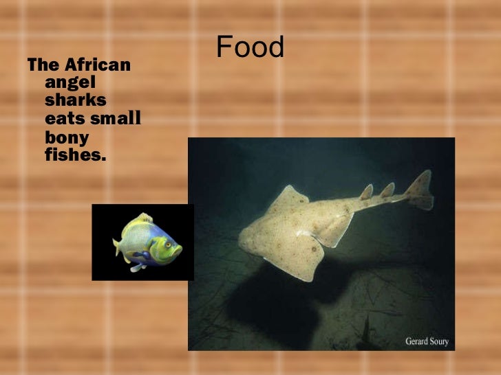 Emily endangered african angel shark