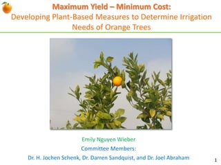 Maximum Yield – Minimum Cost:
Developing Plant-Based Measures to Determine Irrigation
Needs of Orange Trees
Emily Nguyen Wieber
Committee Members:
Dr. H. Jochen Schenk, Dr. Darren Sandquist, and Dr. Joel Abraham 1
 