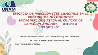 EFICACIA DE PAECILOMYCES LILACINUS EN EL
CONTROL DE MELOIDOGYNE
INCOGNITA QUE ATACA AL CULTIVO DE
CAPSICUM ANNUUM, “PIMIENTO
PIQUILLO”
- EMILY CUSILAYME ROMERO
DOCENTE: Dr. HEBERT HERNAN SOTO GONZALES
Gabriela Fernández-Santillán1, Lisi Cerna-Rebaza2 y Julio Chico-Ruiz2
 