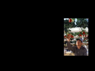 hidroponia




  Significa esse
nome:=hidro+ponia
 