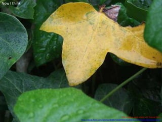 This image is used under a CC license from
http://www.flickr.com/photos/82887550@N00/2528443133/sizes/z/in/photostream/
Now I think
 