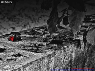 This image is used under a CC license from
http://www.flickr.com/photos/soulmuser/4031077814/sizes/z/in/photostream/
Still fighting
 