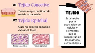Tejido
Tienen mayor cantidad de
matriz extracelular.
Casi no existen espacios
extracelulares.
Esta hecho
por la
asociación de
células y
elementos
que se
encuentran en
las matrices
extracelulares
 
